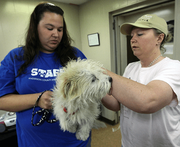 brande-kupfer-receives-prestigious-certified-animal-welfare-administrator-credential